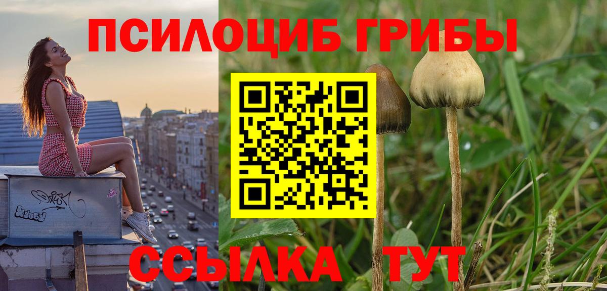 Псилоцибиновые грибы прущие грибы Всеволожск